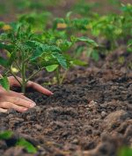 Guia para Plantação de Tomates