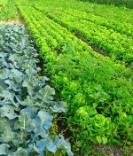 Plantações de Inverno